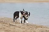 BOSTON TERRIER 374